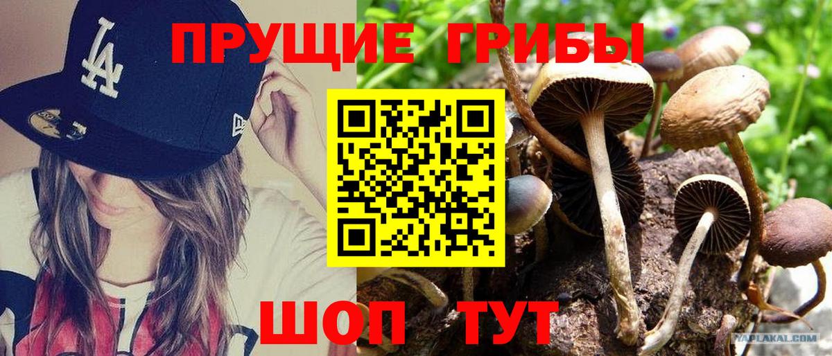 Псилоцибиновые грибы мицелий  Вход с VPN  Назарово 